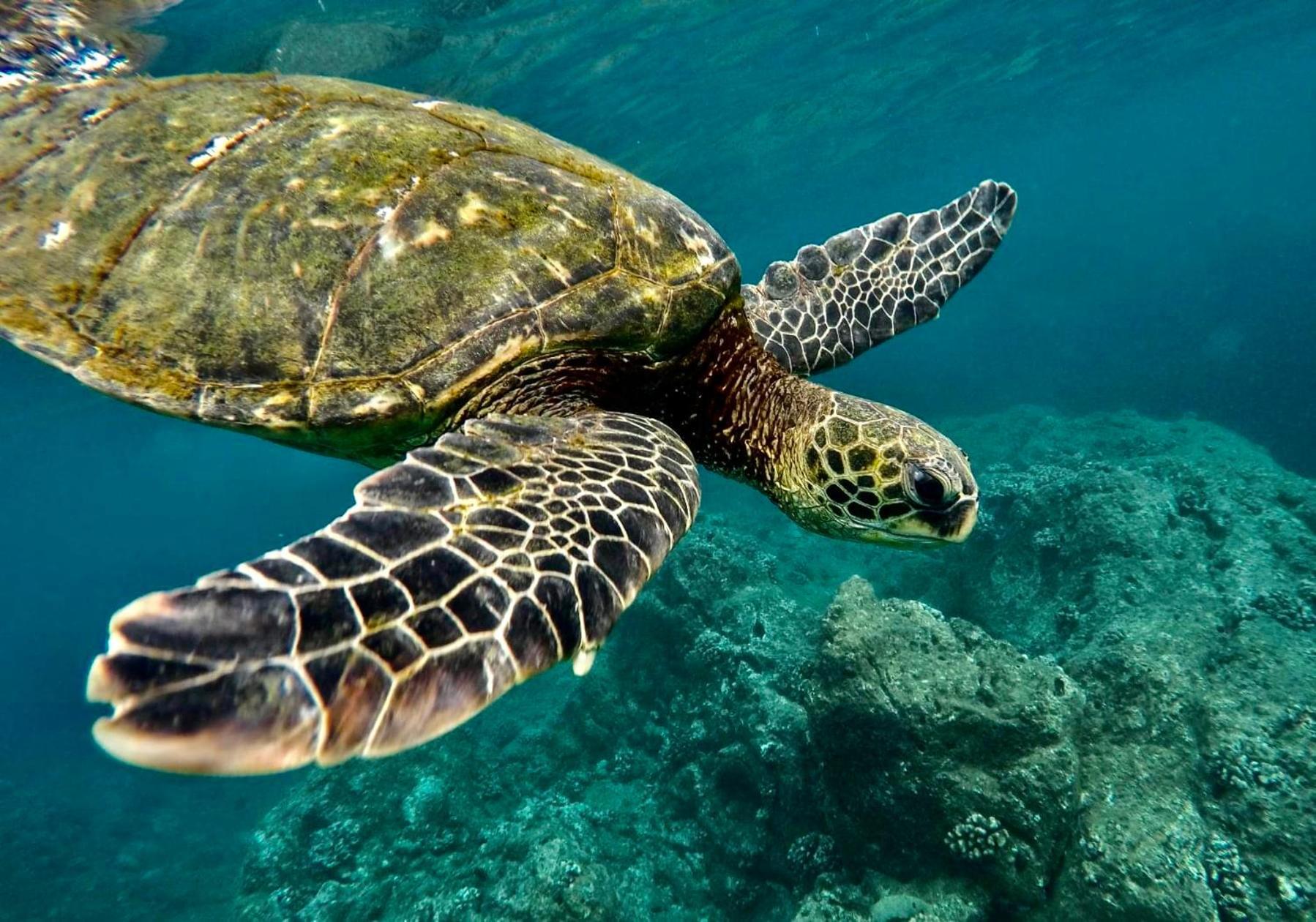 Spring Rates Book Now - Islander Condos Kailua-Kona Eksteriør bilde